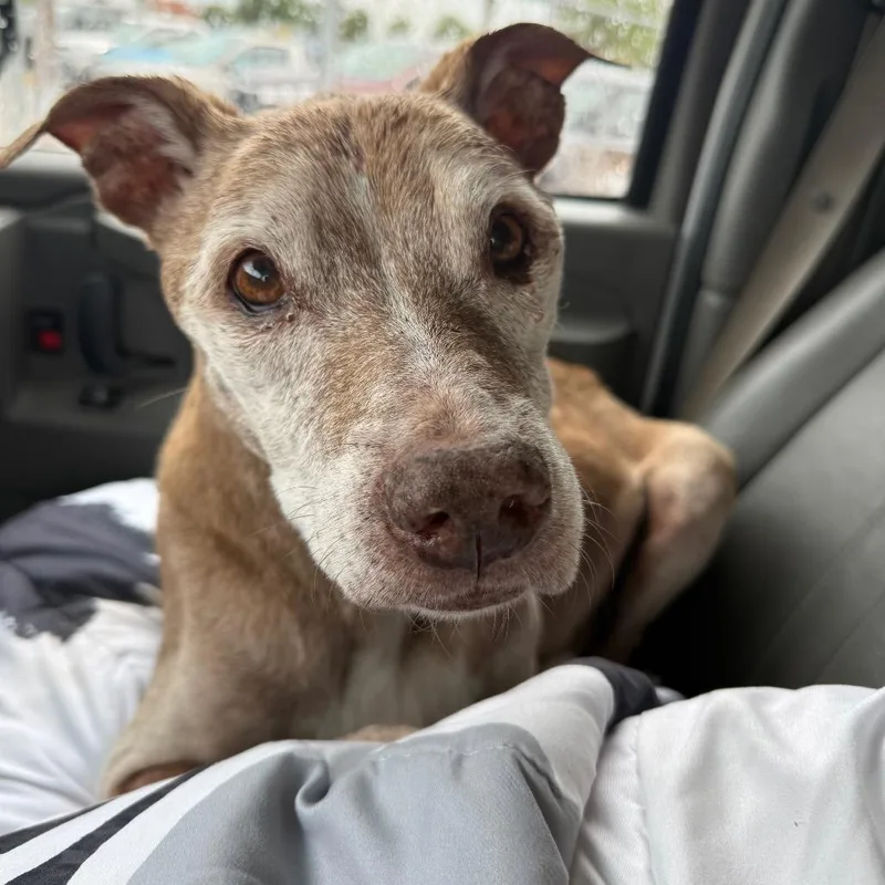 A senior medium-sized male Brindle Mixed Breed dog named Boss for adoption in Lake Jackson, TX