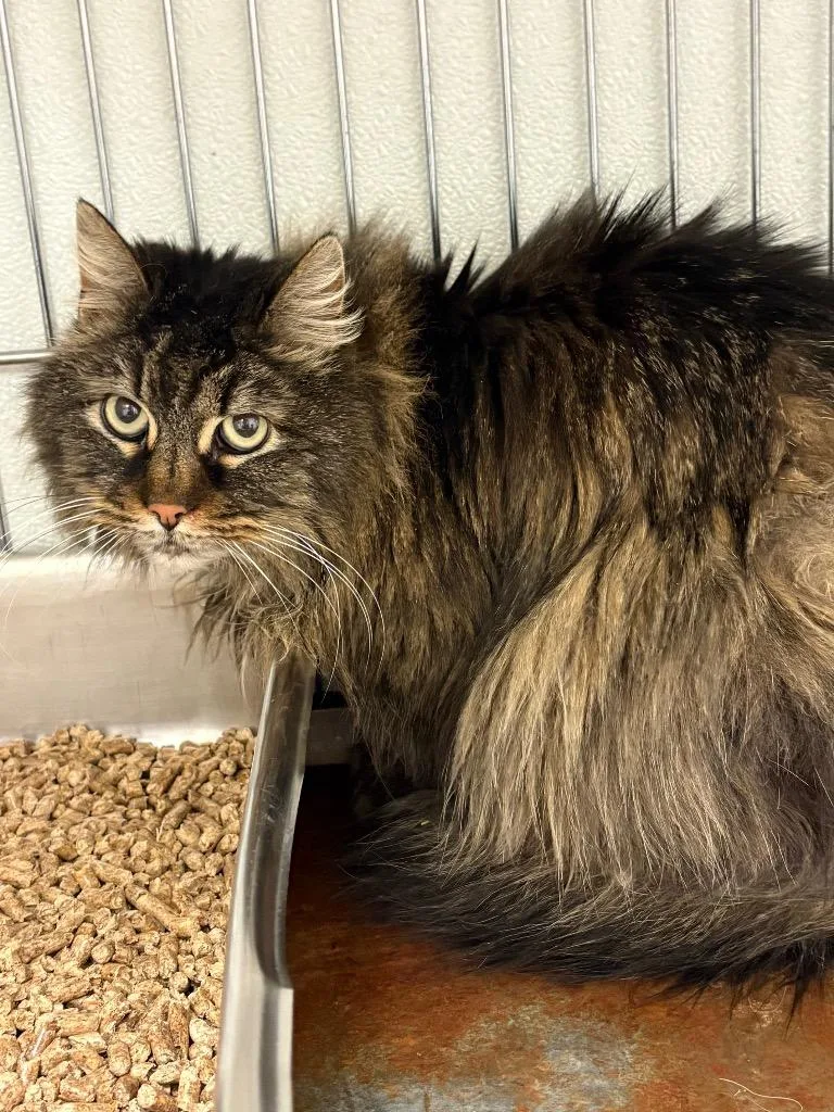An adult medium-sized female Domestic Long Hair cat named Bourbon for adoption in Rock Springs, WY