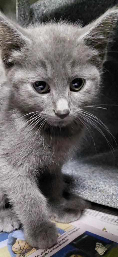A baby small-sized male Domestic Short Hair cat named Brooks for adoption in Henderson, NC