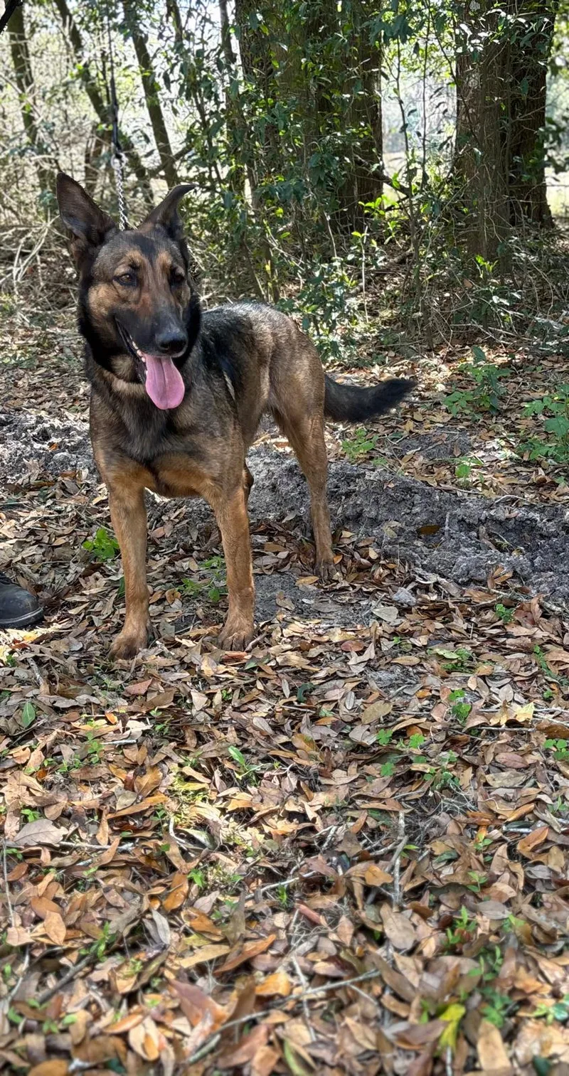 A young large-sized female Sable German Shepherd Dog dog named Splash for adoption in Williston, FL