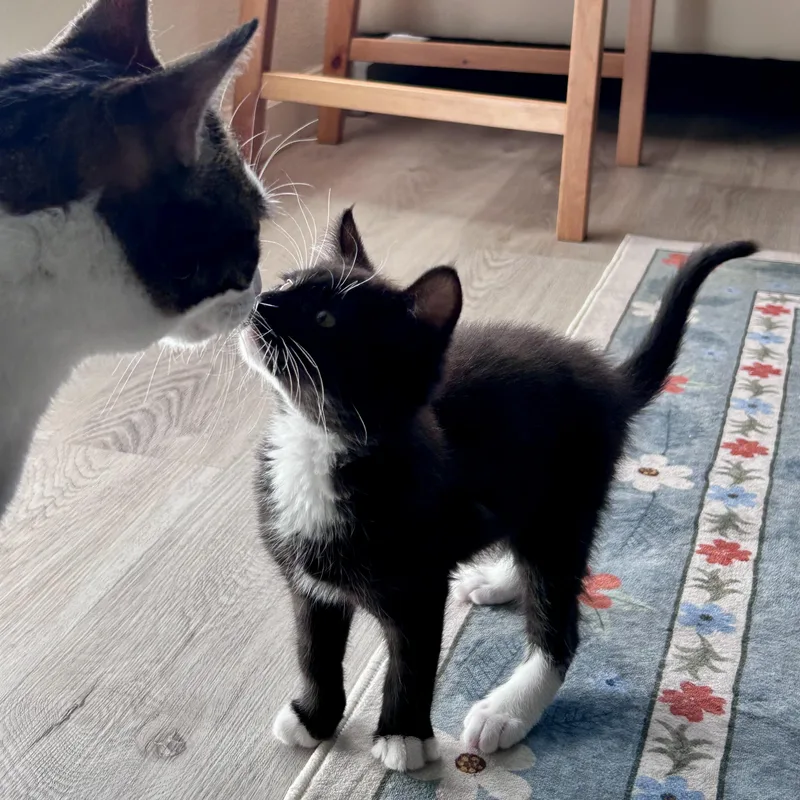 A baby medium-sized male Black & White / Tuxedo Domestic Short Hair cat named Squeak for adoption in Rocklin, CA