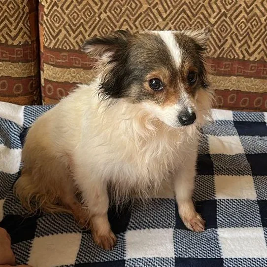 An adult small-sized male Chihuahua dog named Lui for adoption in New York, NY