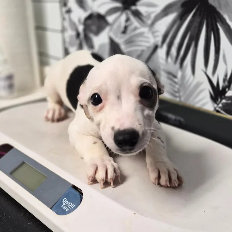 A baby small-sized male White / Cream Dachshund dog named Saimin for adoption in Wahiawa, HI