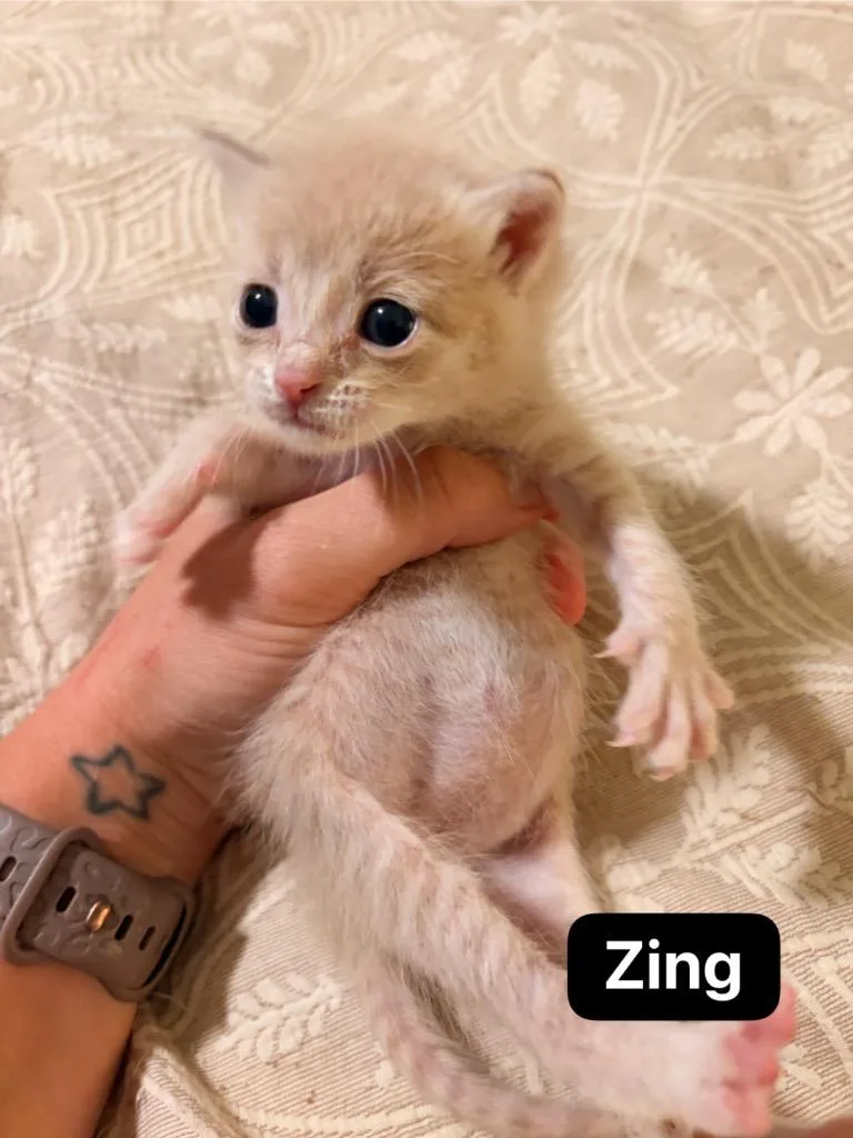 A baby medium-sized male Domestic Short Hair cat named Zing for adoption in Johnson City, TN