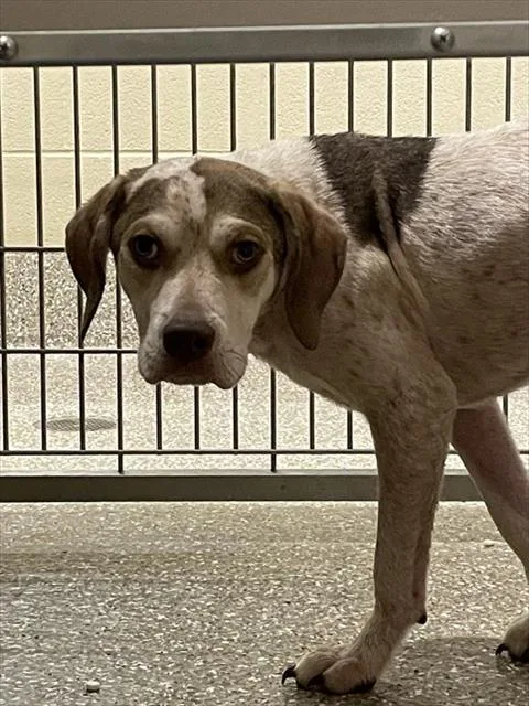 A young large-sized male Treeing Walker Coonhound dog named Haze for adoption in Clyde, NC
