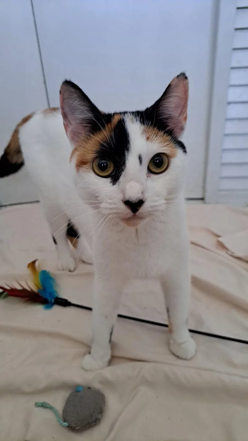 A baby medium-sized female Domestic Short Hair cat named Calypso for adoption in Margate, FL