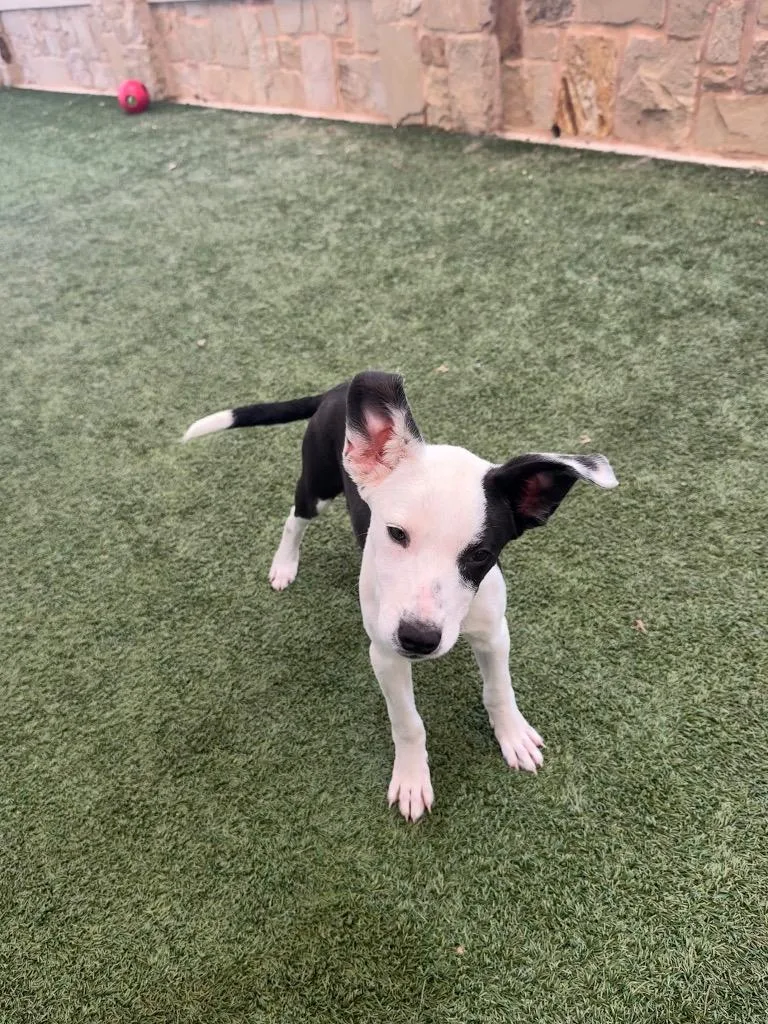 A baby small-sized female Terrier dog named Pumpkin for adoption in Seguin, TX