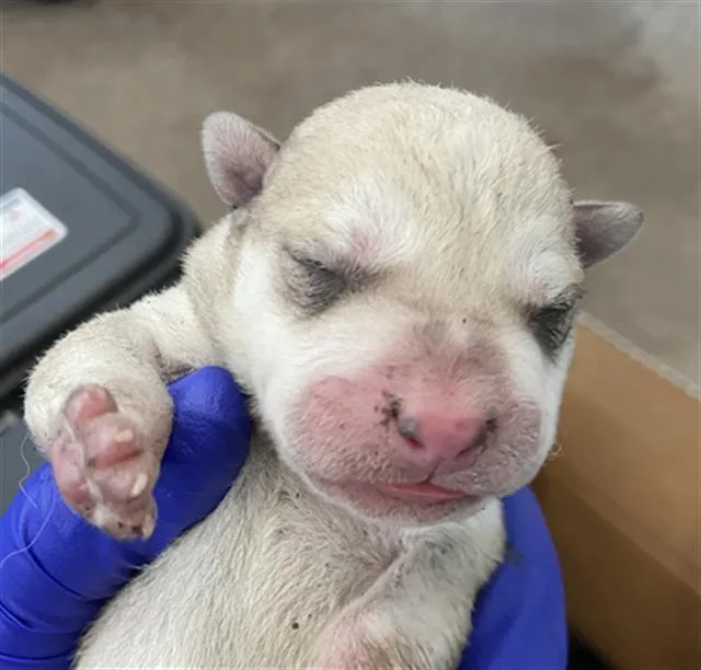 A baby large-sized male Mixed Breed dog named Angel for adoption in Dallas, TX