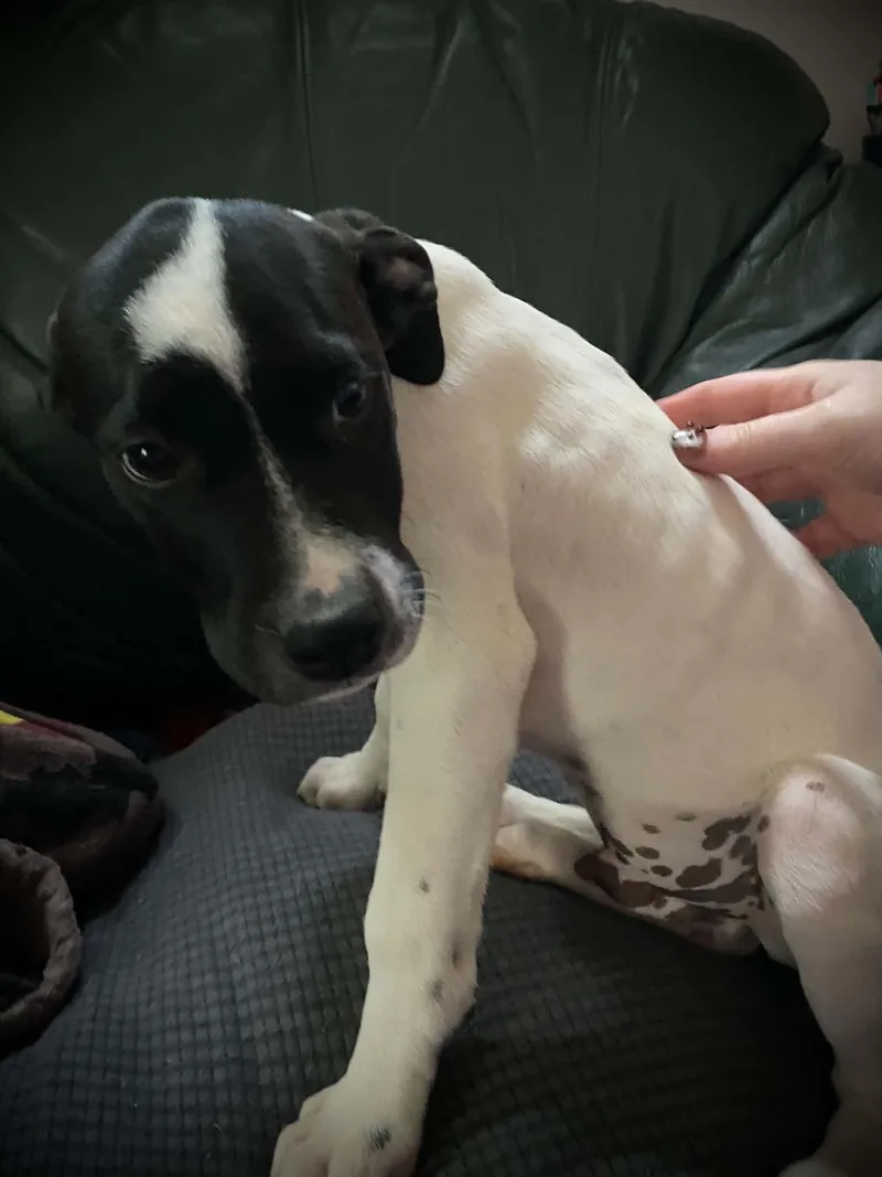 A young medium-sized male Black Hound dog named Emmett  Twilight LItter for adoption in Sheboygan, WI