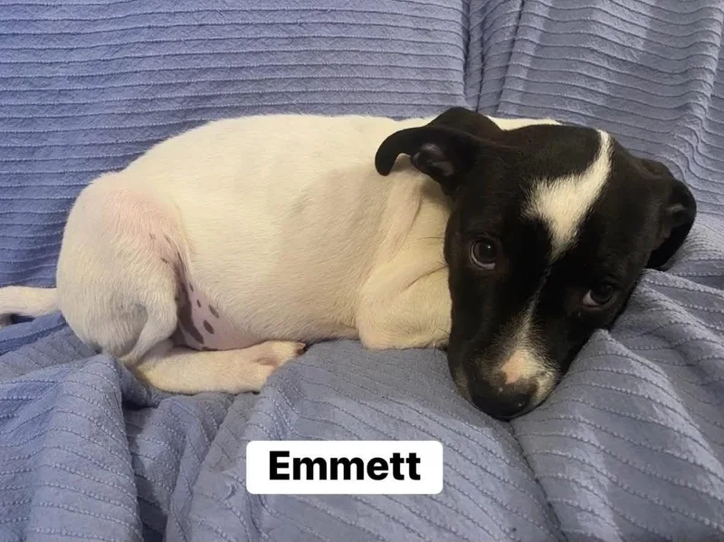 Emmett  Twilight LItter thumbnail 2