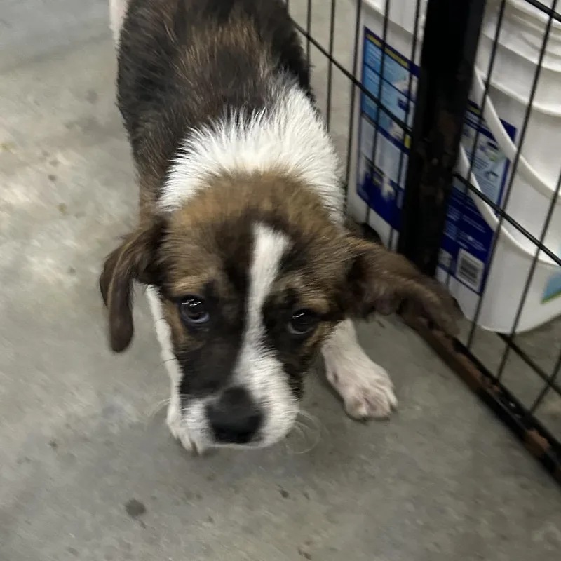 A baby small-sized female Black Shepherd dog named Meesha for adoption in Parrish, AL