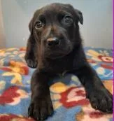 A baby medium-sized male Mixed Breed dog named Thunder for adoption in West Chester, PA