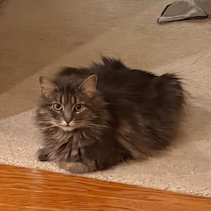 An adult medium-sized female Brown / Chocolate Domestic Medium Hair cat named Little Girl for adoption in Gibsonia, PA