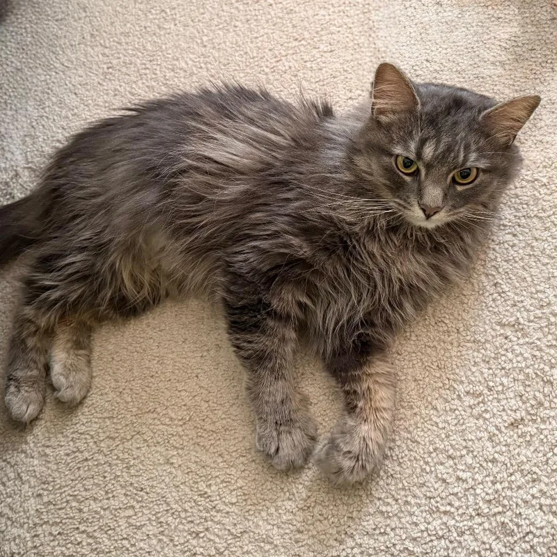 Little Girl thumbnail 2