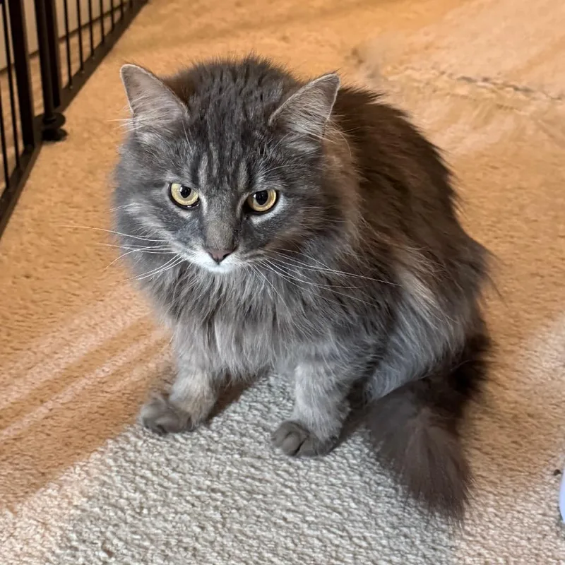 Little Girl thumbnail 3