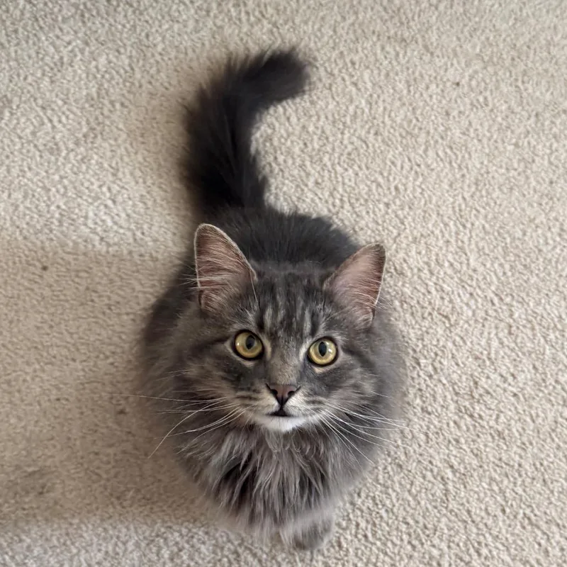 Little Girl thumbnail 4