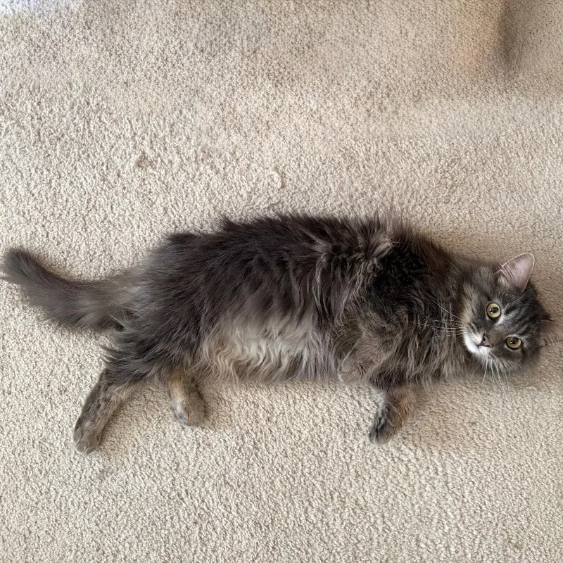 Little Girl thumbnail 5