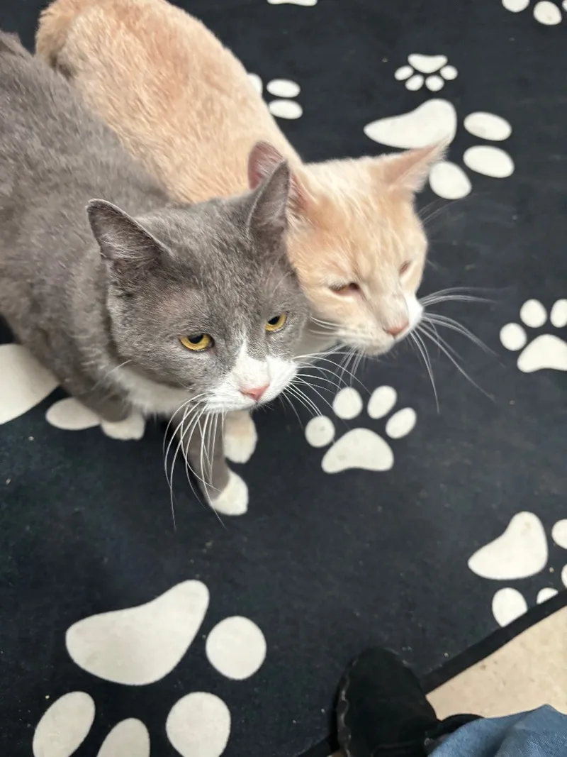 An adult large-sized male Domestic Short Hair cat named Gunther for adoption in Newton, IL