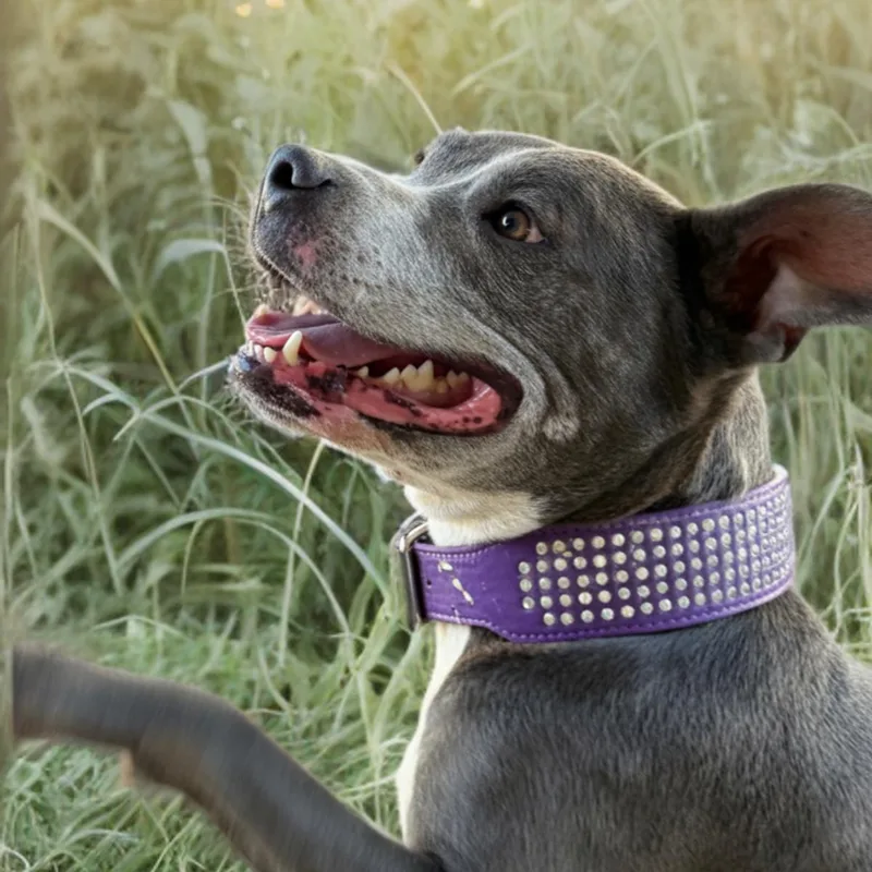 A senior medium-sized female Gray / Blue / Silver American Staffordshire Terrier dog named Belle for adoption in Kingman, AZ