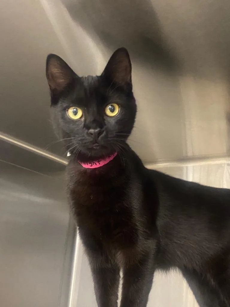 A young medium-sized female Domestic Short Hair cat named Night Rider for adoption in Athens, TN
