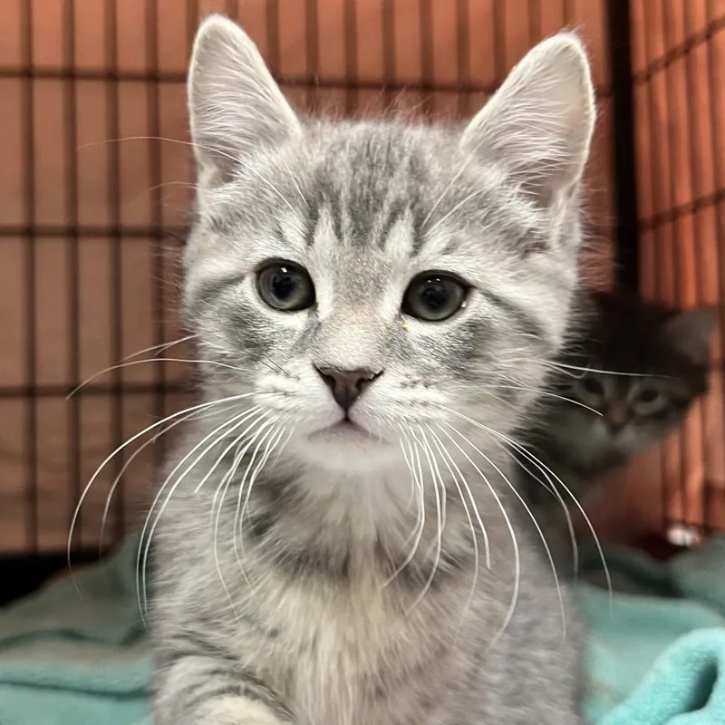 A baby small-sized male Gray / Blue / Silver Domestic Short Hair cat named Big Mac for adoption in Mount Laurel, NJ