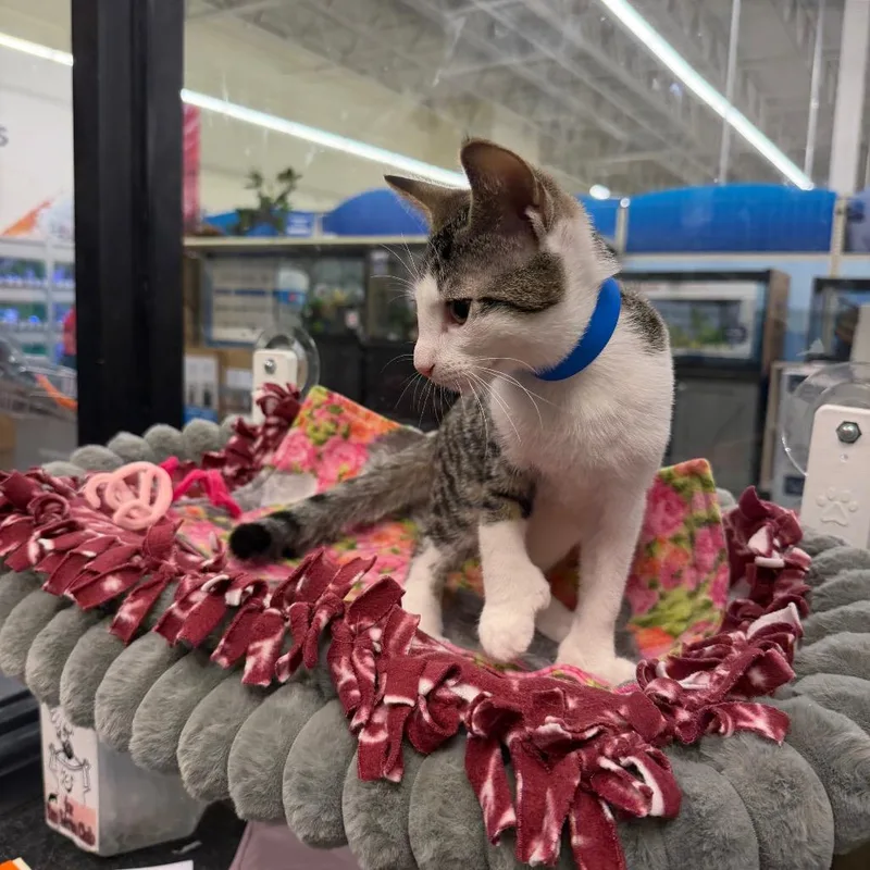 A baby small-sized male Brown / Chocolate Domestic Short Hair cat named Henry for adoption in Hamburg, NY