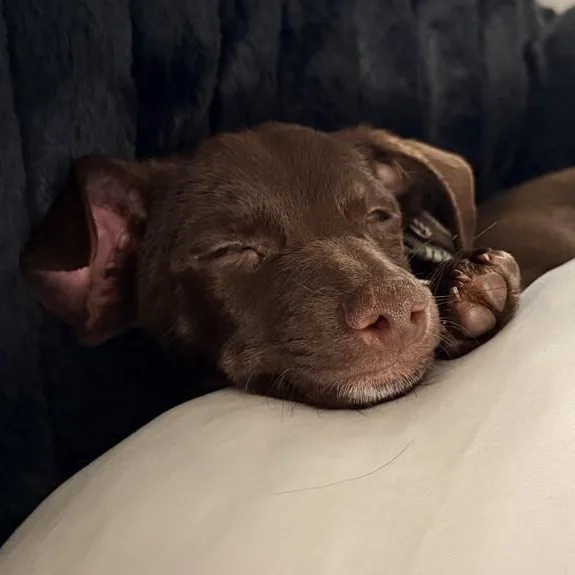 Snickers thumbnail 2