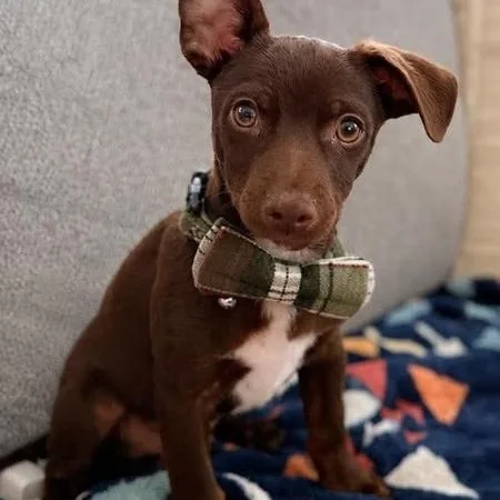 Snickers thumbnail 4