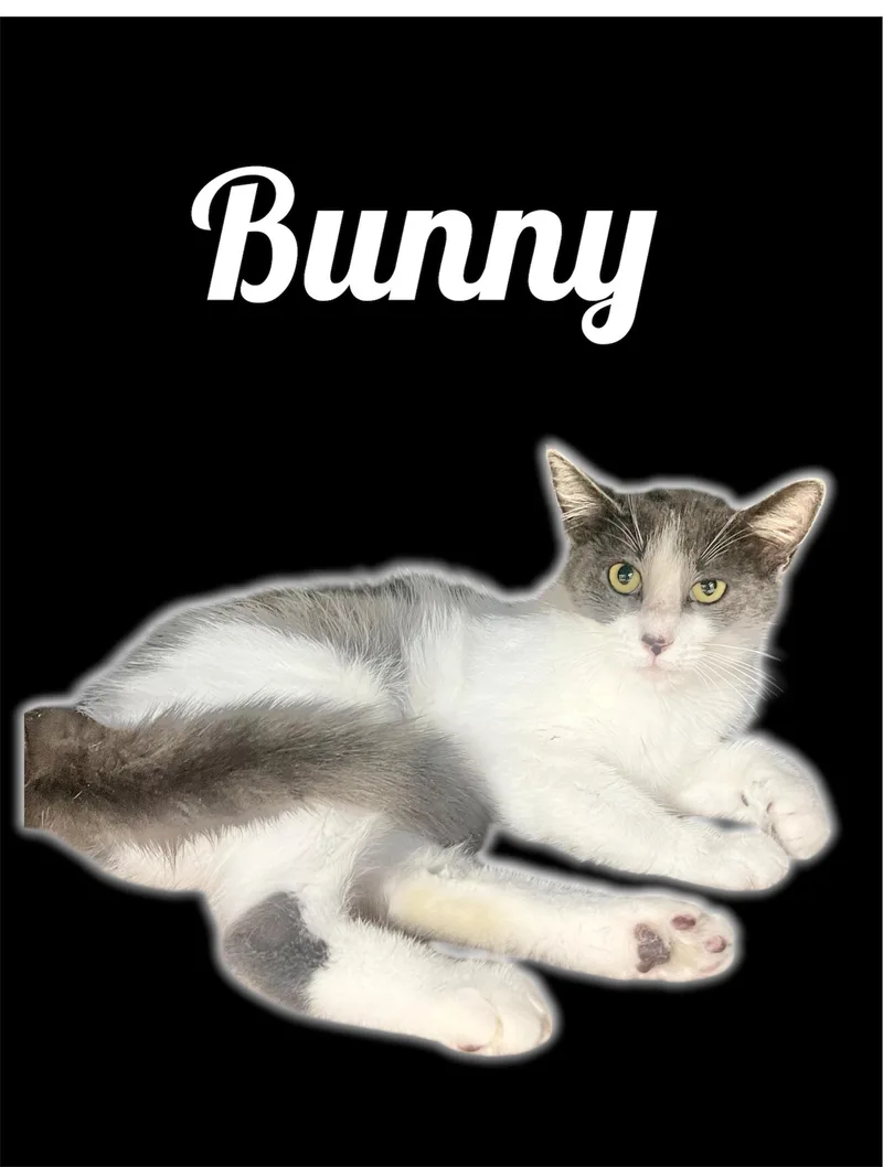 An adult medium-sized female Gray / Blue / Silver Domestic Short Hair cat named Bunny for adoption in Auburn, CA