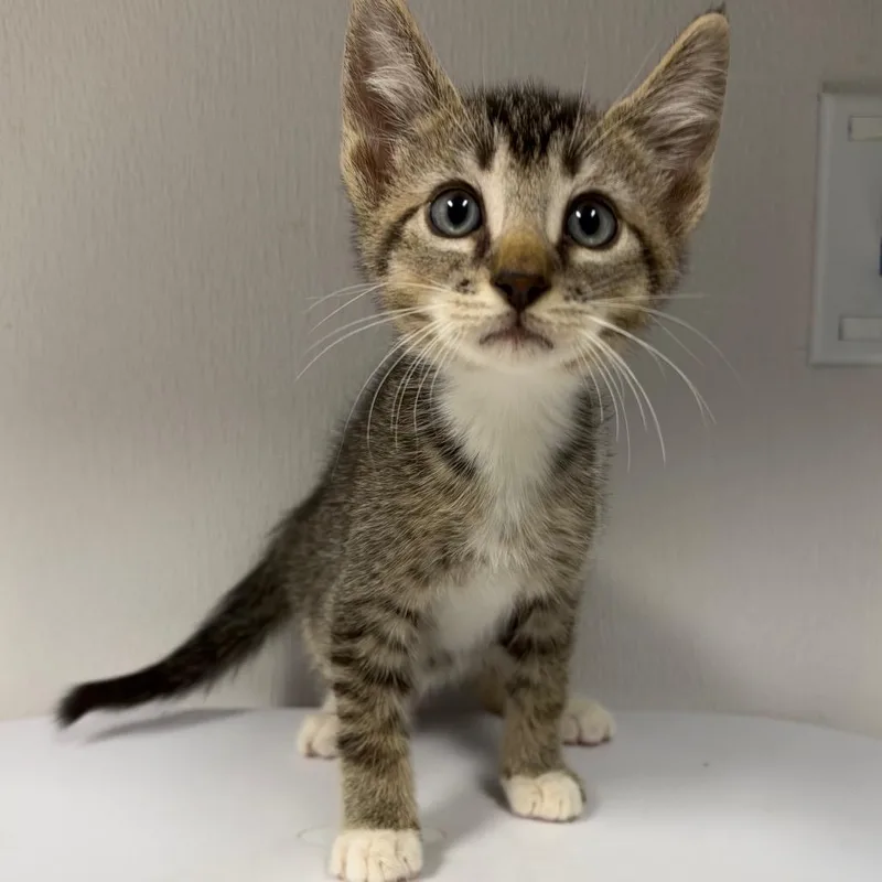 A baby small-sized male Brown / Chocolate Domestic Short Hair cat named Chris for adoption in Tampa, FL