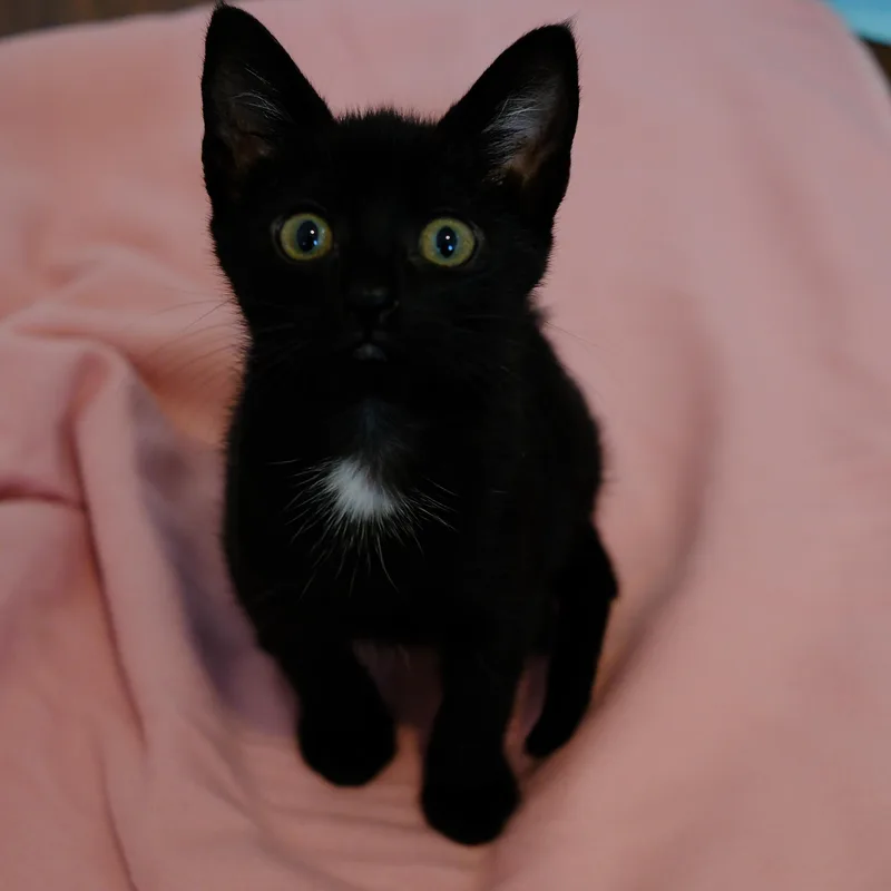 A baby medium-sized female Black Domestic Short Hair cat named Spooky for adoption in Los Angeles, CA