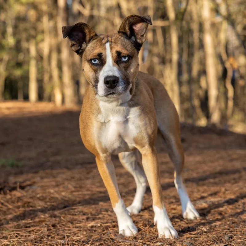 An adult medium-sized female Yellow / Tan / Blond / Fawn Husky dog named Juni for adoption in Covington, GA