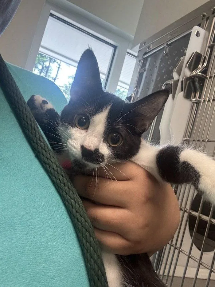 A young small-sized female Black & White / Tuxedo Domestic Short Hair cat named Pevensie for adoption in Hilton Head Island, SC