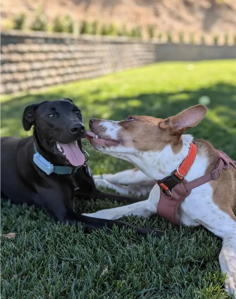 A young medium-sized female Cattle Dog dog named Autumn for adoption in Davis, CA