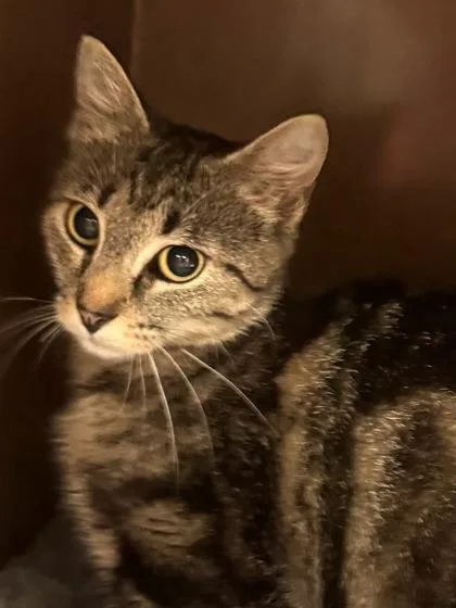 A young medium-sized female Domestic Short Hair cat named Leslie $ @ Petsmart for adoption in Seneca, SC