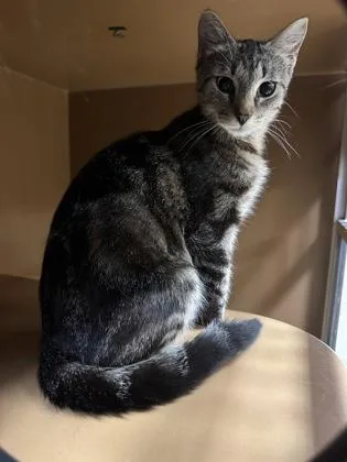 Leslie $ @ Petsmart thumbnail 2