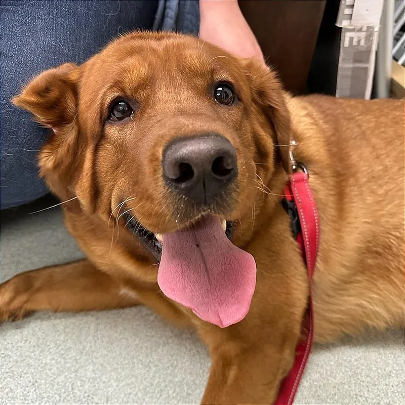 An adult extra large-sized male Red / Chestnut / Orange Labrador Retriever dog named Pablo $ for adoption in Springfield, MA