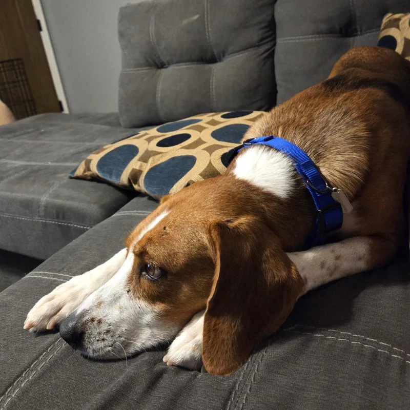 A young medium-sized male Tricolor (Brown, Black, & White) Mixed Breed dog named Gavin for adoption in Raleigh, NC