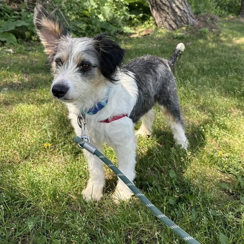 A young medium-sized female Shetland Sheepdog / Sheltie dog named Linda for adoption in Hartland, WI