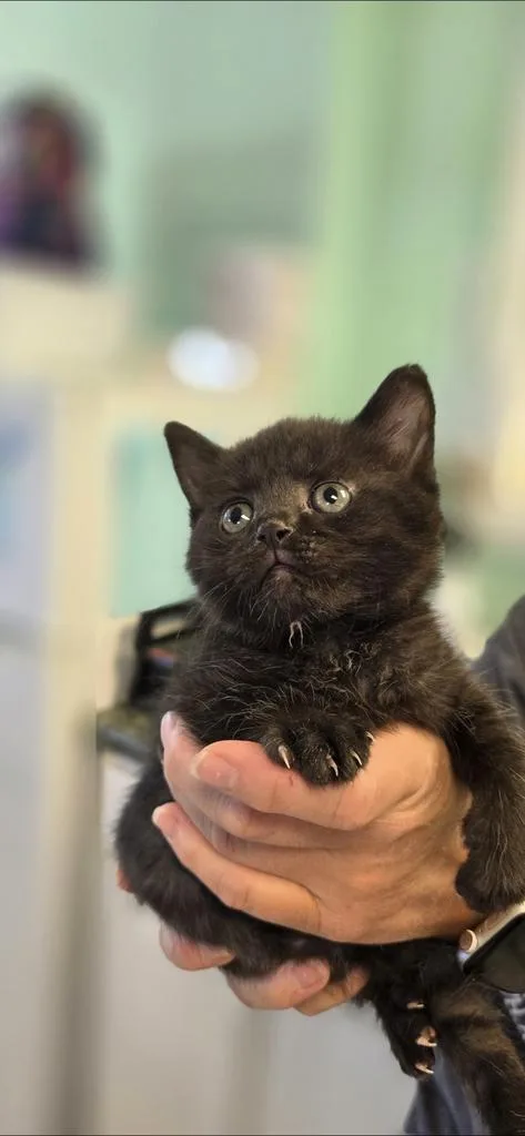 A baby medium-sized female Domestic Short Hair cat named Lila for adoption in Athens, OH