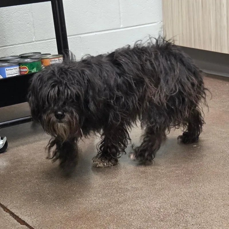 An adult small-sized female Shih Tzu dog named Inky for adoption in Chattanooga, TN