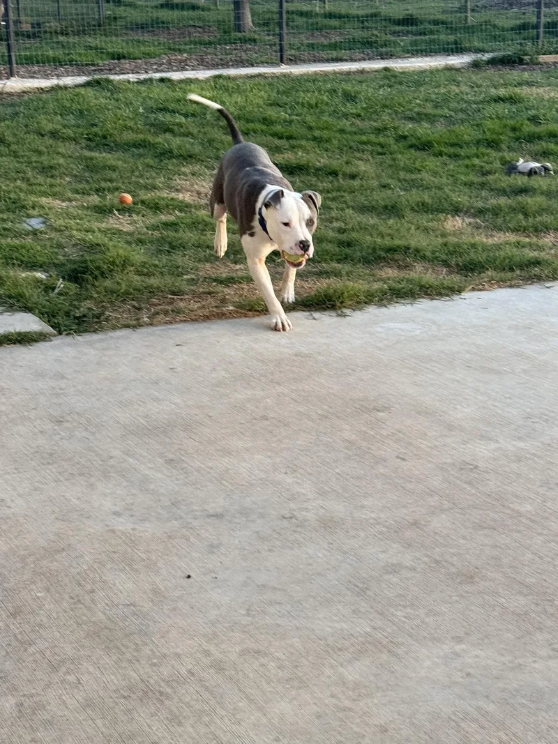 Winston