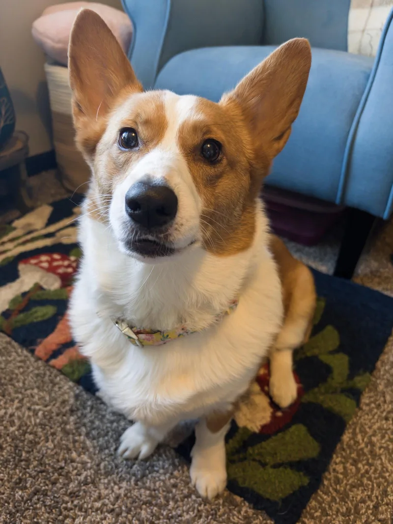 Pickles thumbnail 3