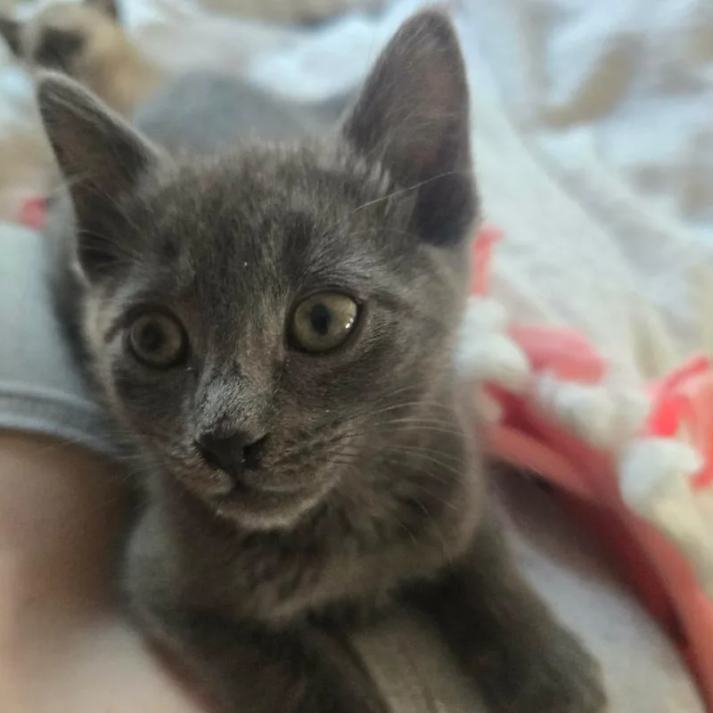 A baby small-sized male Gray / Blue / Silver Domestic Short Hair cat named Roman Pearce for adoption in Jacksonville, OR