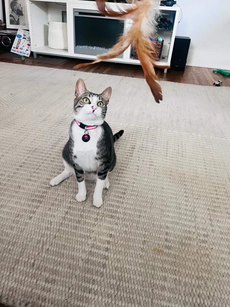 Humphrey Bogart Having Fun!!!