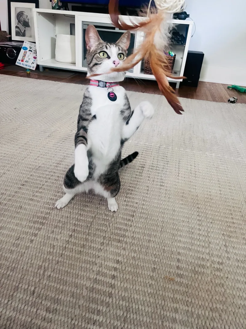 Humphrey Bogart Having Fun!!! thumbnail 2