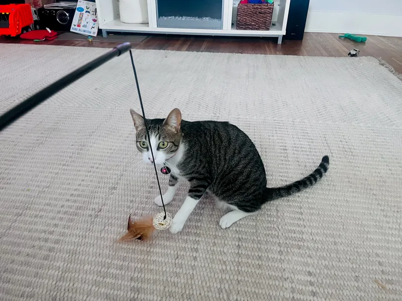 Humphrey Bogart Having Fun!!! thumbnail 3