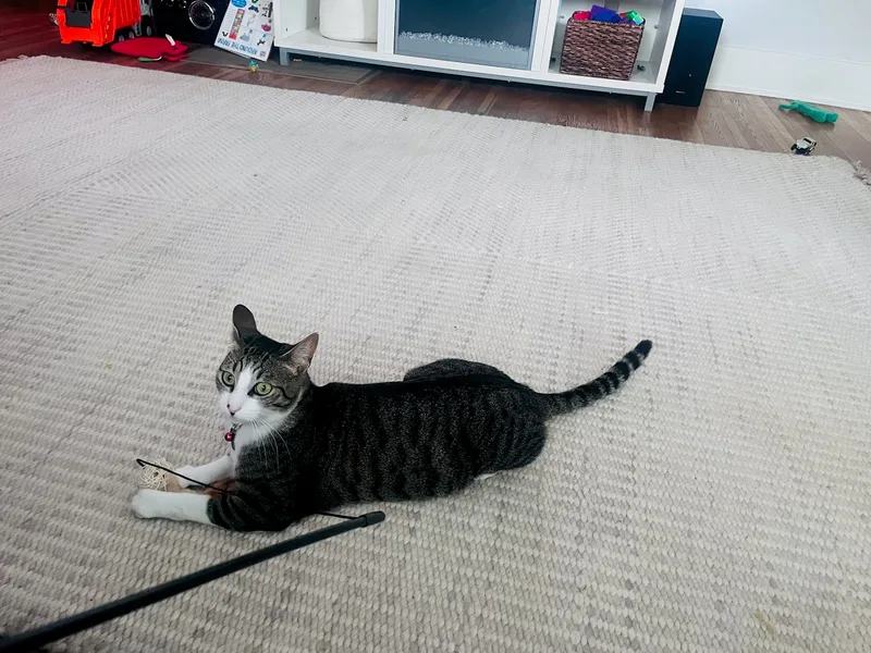 Humphrey Bogart Having Fun!!! thumbnail 4