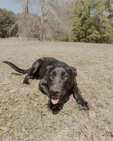 A young large-sized female German Shepherd Dog dog named Gummie Bear for adoption in Attalla, AL