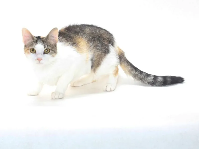 A young medium-sized female Domestic Medium Hair cat named Daphne for adoption in Burbank, CA